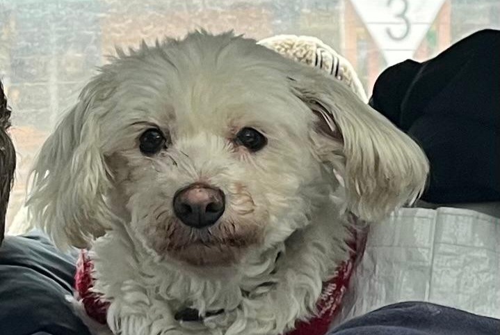 Alerte Disparition Chien  Femelle , 13 ans Paris France