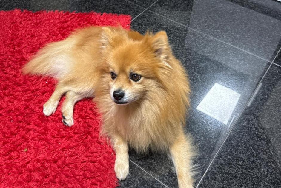Alerte Disparition Chien Mâle , 10 ans Paris France Alerte Disparition Chien Mâle , 10 ans Paris France