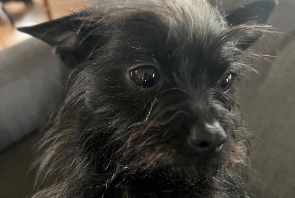 Alerte Disparition Chien Mâle , 5 ans Paris France Alerte Disparition Chien Mâle , 5 ans Paris France